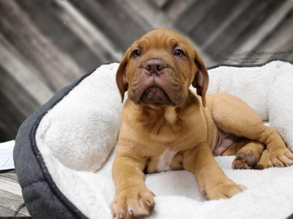 Dogue De Bordeaux-DOG-Male-RD-23294-Petland Racine, Wisconsin