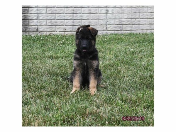 German Shepherd Dog-DOG-Male-Black / Red-23310-Petland Racine, Wisconsin