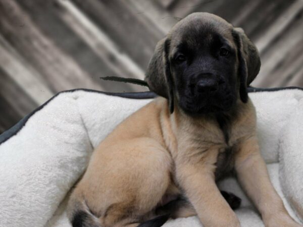 English Mastiff-DOG-Male-FAWN BLK MASK-23312-Petland Racine, Wisconsin