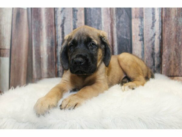 English Mastiff-DOG-Male-Fawn-14979-Petland Racine, Wisconsin