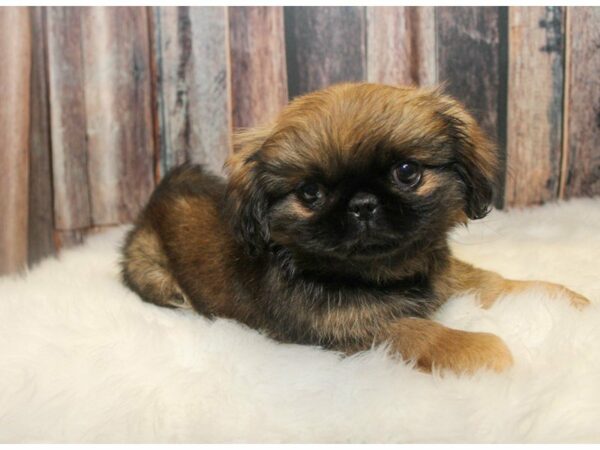 Pekingese-DOG-Male-Sable(Mason)-14980-Petland Racine, Wisconsin