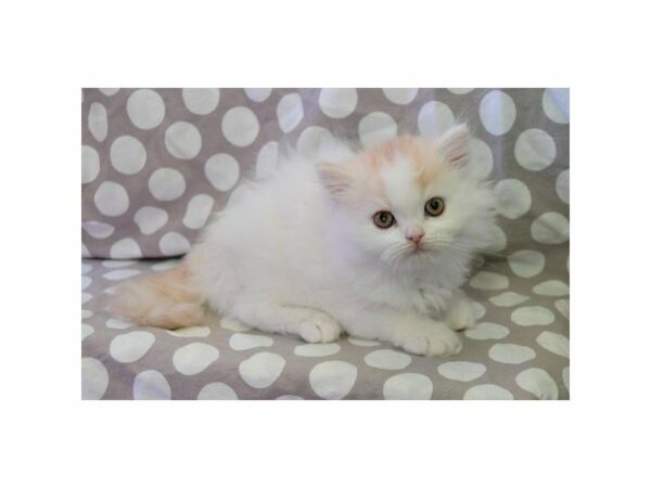 Persian-CAT-Male-White-23325-Petland Racine, Wisconsin