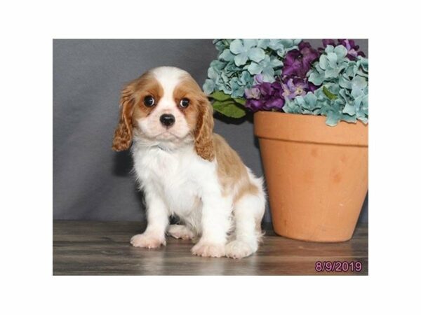Cavalier King Charles Spaniel-DOG-Male-Blenheim-23317-Petland Racine, Wisconsin
