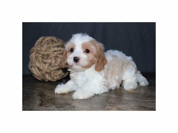 Cavachon-DOG-Male-White / Cream-14988-Petland Racine, Wisconsin