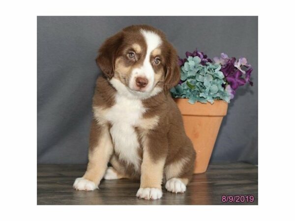 Australian Shepherd-DOG-Male-Red-14993-Petland Racine, Wisconsin