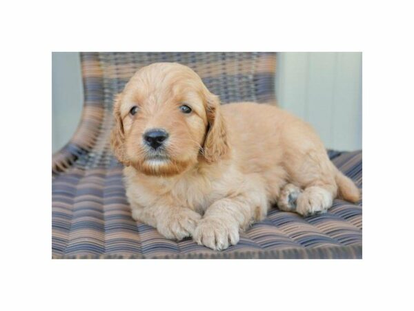Goldendoodle Mini 2nd Gen-DOG-Male-Red-14994-Petland Racine, Wisconsin