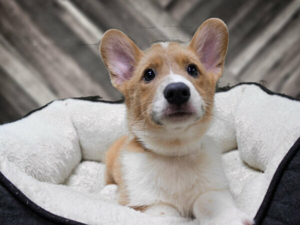 Pembroke Welsh Corgi-DOG-Male-Red / White-23330-Petland Racine, Wisconsin