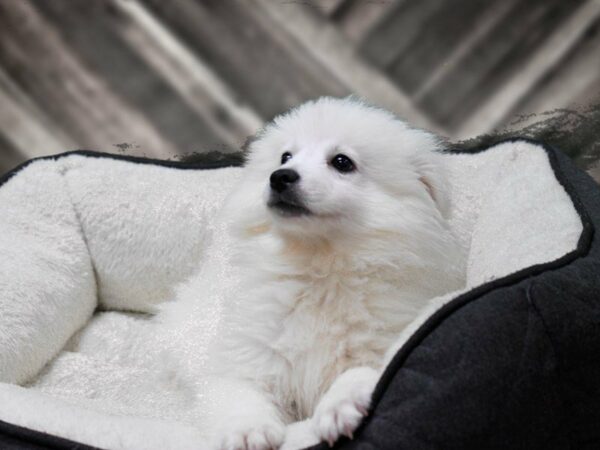 American Eskimo Dog-DOG-Male-White-23324-Petland Racine, Wisconsin