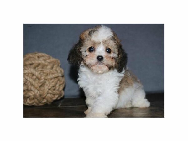 Cavachon-DOG-Female-Sable / White-23341-Petland Racine, Wisconsin