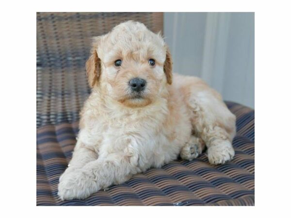 Mini Goldendoodle 2nd Gen-DOG-Male-Apricot-23345-Petland Racine, Wisconsin