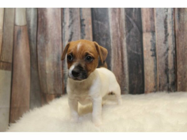 Jack Russell Terrier-DOG-Male-Tricolor-15008-Petland Racine, Wisconsin