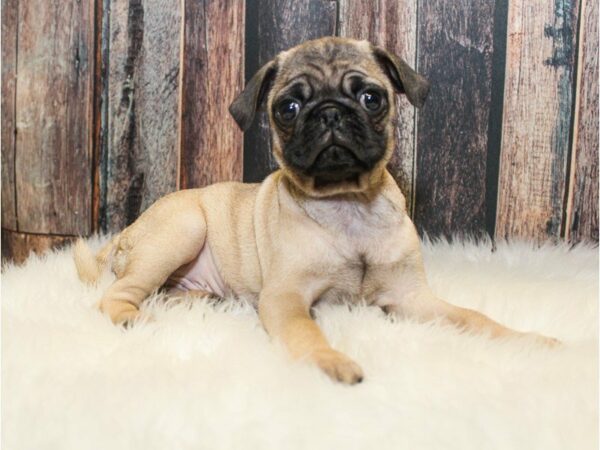 Pug-DOG-Male-Fawn-15010-Petland Racine, Wisconsin