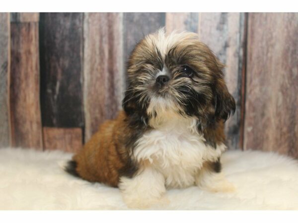 Shih Tzu-DOG-Male-Gold/White-15012-Petland Racine, Wisconsin