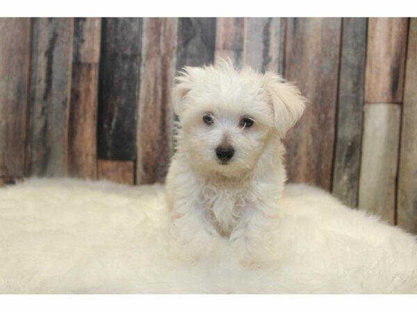 Maltese-DOG-Male-White-15013-Petland Racine, Wisconsin