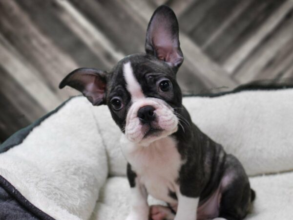 Frenchton-DOG-Male-BRIN/WH-23368-Petland Racine, Wisconsin