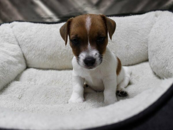 Jack Russell Terrier-DOG-Male-TRI-23363-Petland Racine, Wisconsin