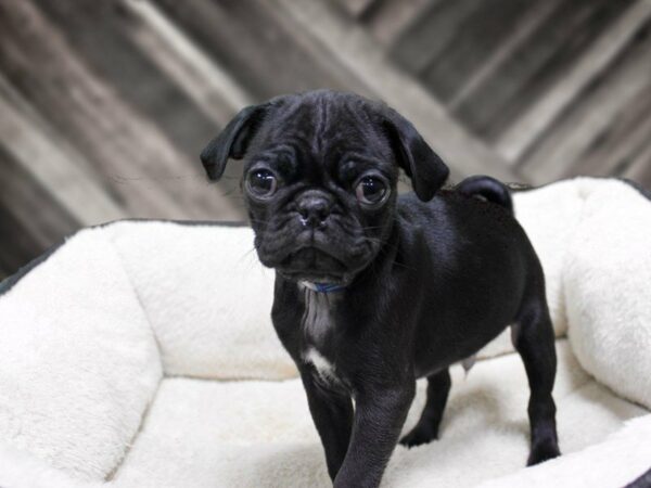 Pug-DOG-Male-BLK-23370-Petland Racine, Wisconsin