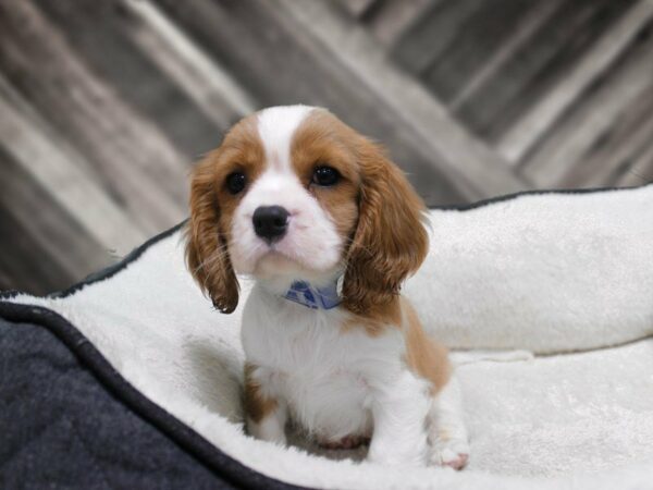 Cavalier King Charles Spaniel-DOG-Male-Blenheim-23359-Petland Racine, Wisconsin