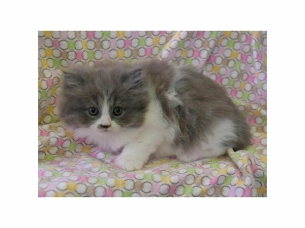 Persian-CAT-Female-Blue-23381-Petland Racine, Wisconsin