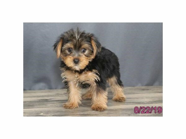 Yorkshire Terrier-DOG-Male-Black / Tan-23378-Petland Racine, Wisconsin