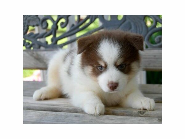 Pomsky-DOG-Male-Chocolate / White-23376-Petland Racine, Wisconsin