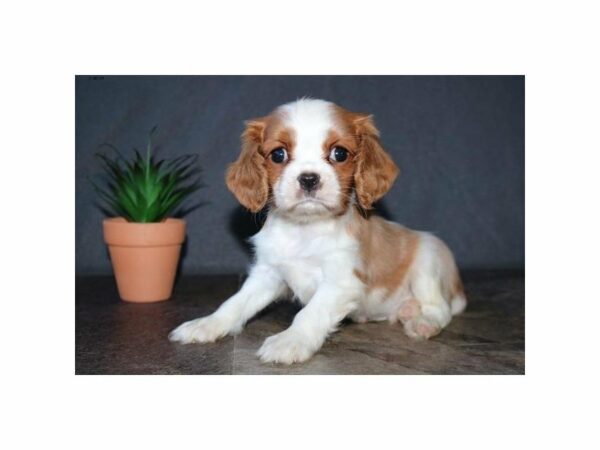 Cavalier King Charles Spaniel-DOG-Male-Blenheim-23375-Petland Racine, Wisconsin
