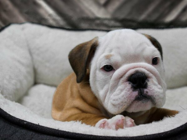 English Bulldog-DOG-Male-RED/WH-23387-Petland Racine, Wisconsin