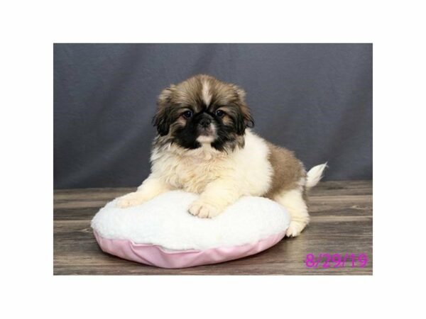 Pekingese-DOG-Female-Sable / White-15032-Petland Racine, Wisconsin