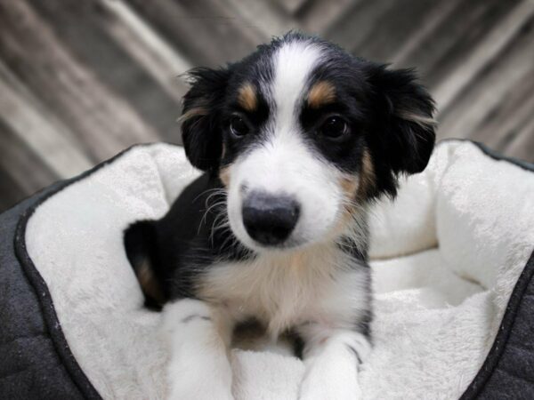 Miniature Australian Shepherd-DOG-Male-Black White / Tan-23421-Petland Racine, Wisconsin