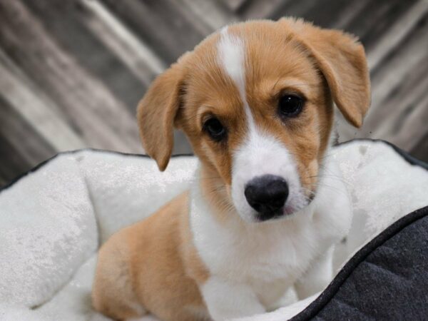 Pembroke Welsh Corgi-DOG-Male-Red / White-23419-Petland Racine, Wisconsin