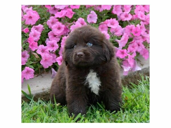 Newfoundland-DOG-Male-Chocolate-23429-Petland Racine, Wisconsin