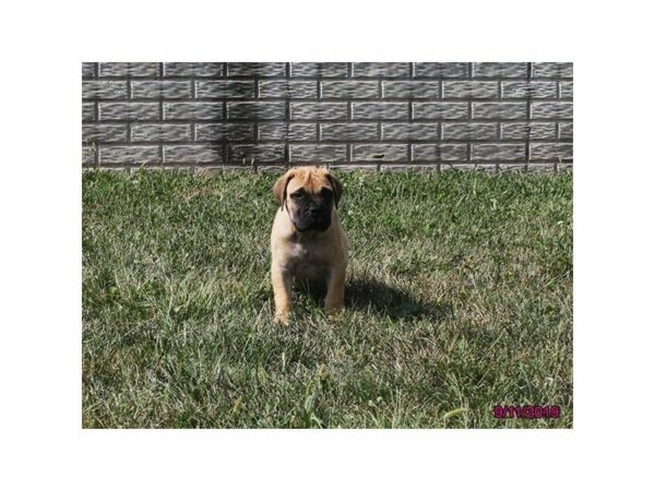 Bullmastiff-DOG-Male-Fawn-23440-Petland Racine, Wisconsin