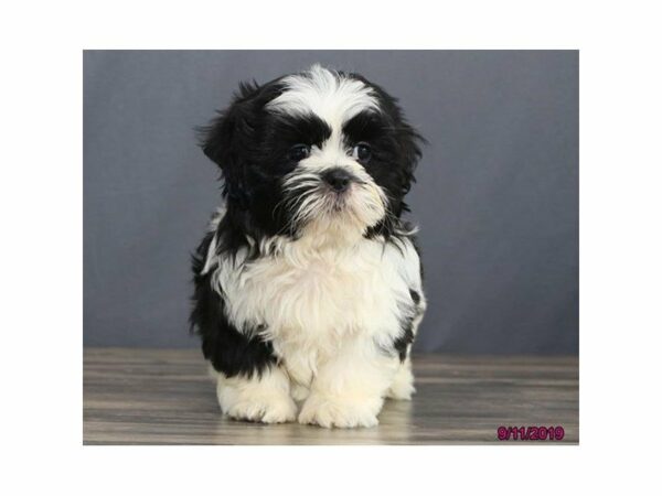 Shih Tzu-DOG-Male-Black / White-23448-Petland Racine, Wisconsin