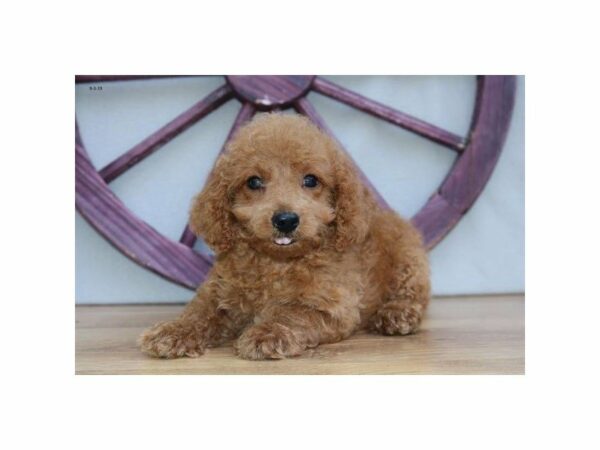 Mini Goldendoodle 2nd Gen-DOG-Male-Red-23452-Petland Racine, Wisconsin