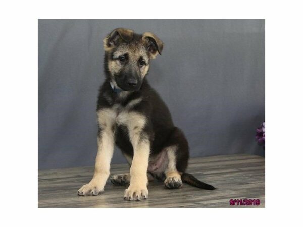 German Shepherd Dog-DOG-Male-Black / Tan-23443-Petland Racine, Wisconsin