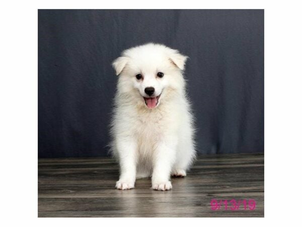 American Eskimo Dog-DOG-Male-White-15058-Petland Racine, Wisconsin