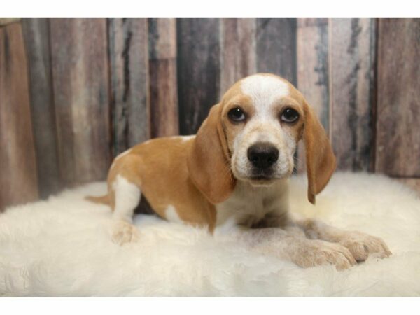 Beagle-DOG-Male-Lemon/White-15053-Petland Racine, Wisconsin