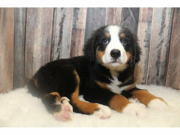 Bernese Mountain Dog-DOG-Female-Black/Rust/White-15065-Petland Racine, Wisconsin