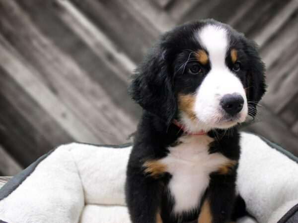 Bernese Mountain Dog-DOG-Male-BLK/RUST/WH-23456-Petland Racine, Wisconsin