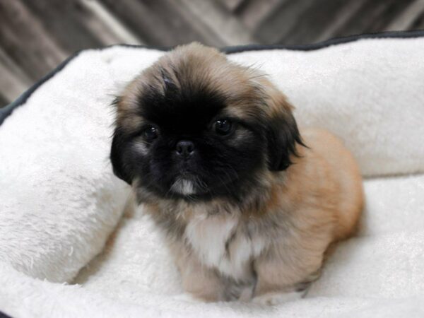 Pekingese-DOG-Male-SABLE-23462-Petland Racine, Wisconsin
