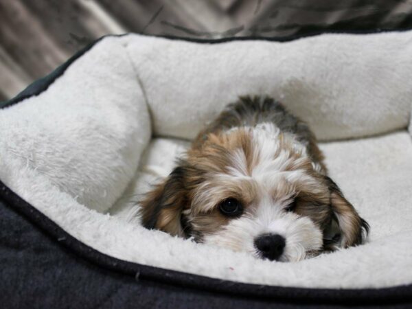 Cavachon-DOG-Male-Brown / White-23439-Petland Racine, Wisconsin
