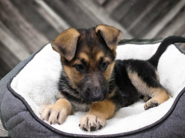 German Shepherd Dog-DOG-Female-Black / Tan-23447-Petland Racine, Wisconsin