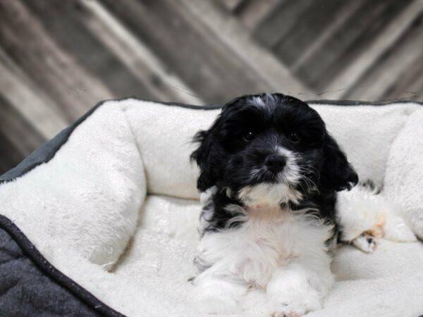 Cavachon-DOG-Female-Black / White-23438-Petland Racine, Wisconsin