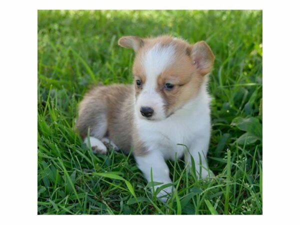 Pembroke Welsh Corgi-DOG-Female-Red / White-23472-Petland Racine, Wisconsin