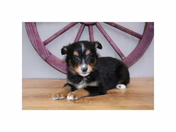 Miniature Australian Shepherd-DOG-Female-Tri-Colored-23466-Petland Racine, Wisconsin