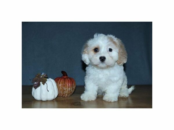 Cavachon-DOG-Female-Cream / White-15071-Petland Racine, Wisconsin