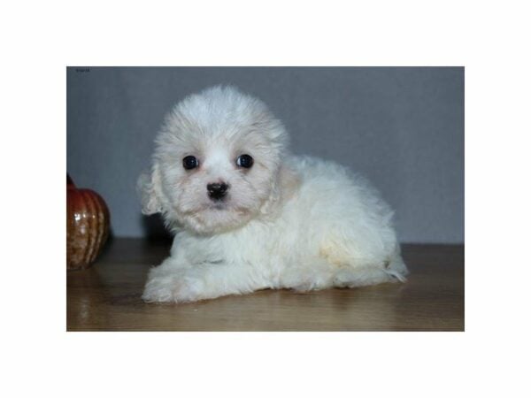 Cavachon-DOG-Male-White / Tan-15074-Petland Racine, Wisconsin