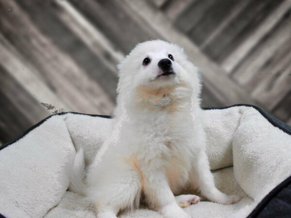 American Eskimo Dog-DOG-Male-White-23471-Petland Racine, Wisconsin