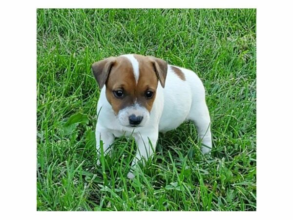 Jack Russell Terrier-DOG-Male-White / Tan-23500-Petland Racine, Wisconsin