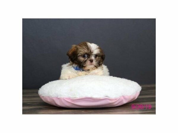 Shih Tzu-DOG-Male-White / Sable-15098-Petland Racine, Wisconsin